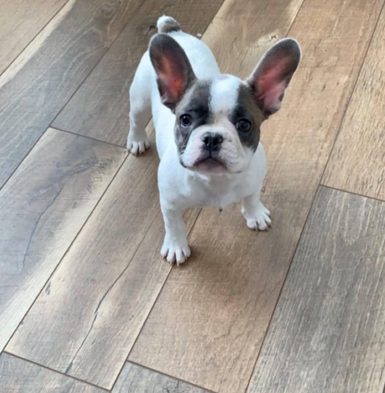 Cleo, a blue pied French Bulldog puppy