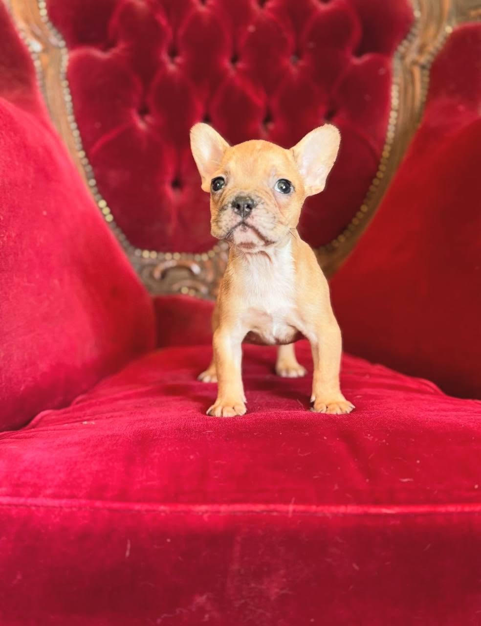 Dolly, a cream fawn French Bulldog puppy