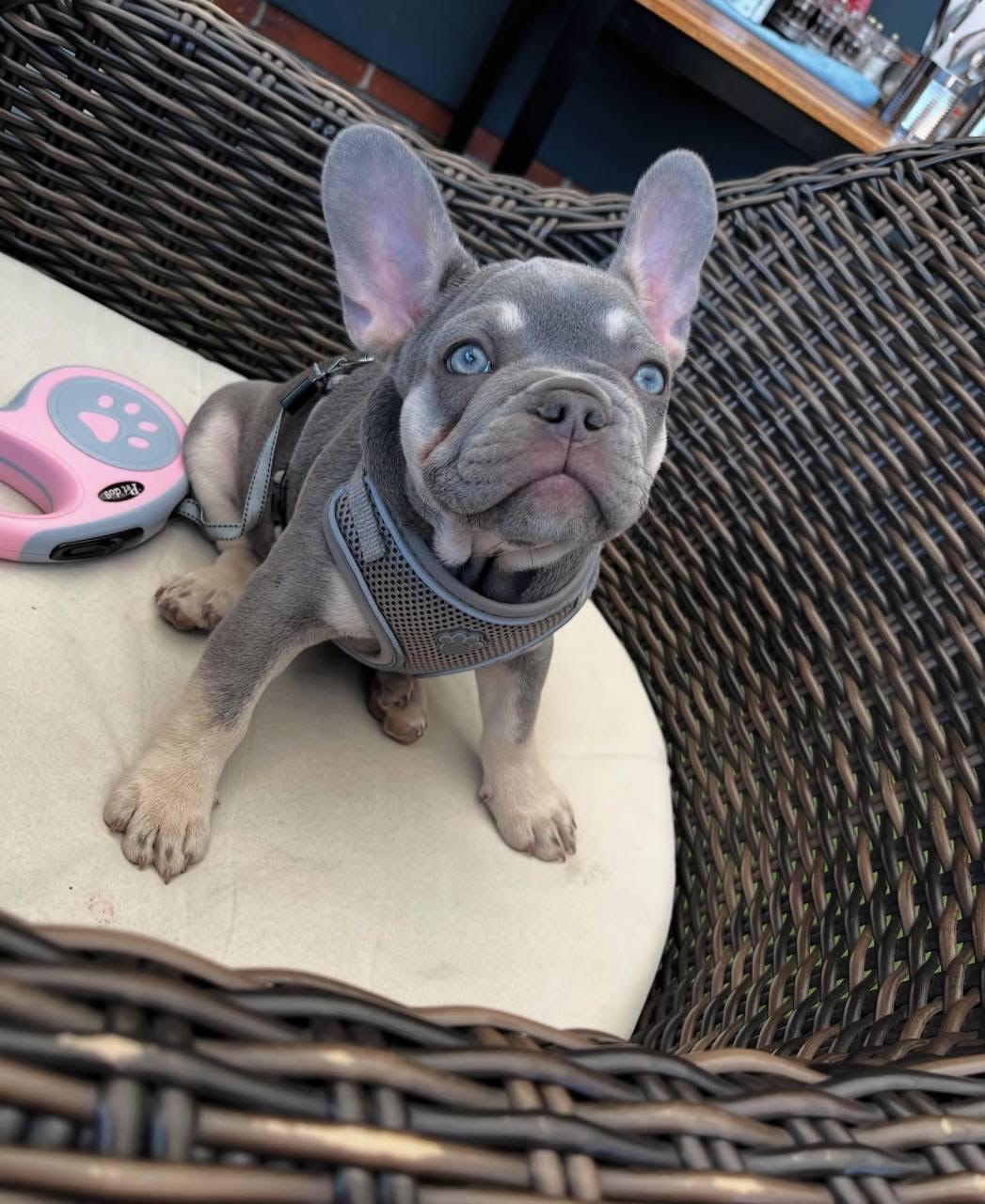 Hugo, a blue French Bulldog puppy from Frenchie Avenue