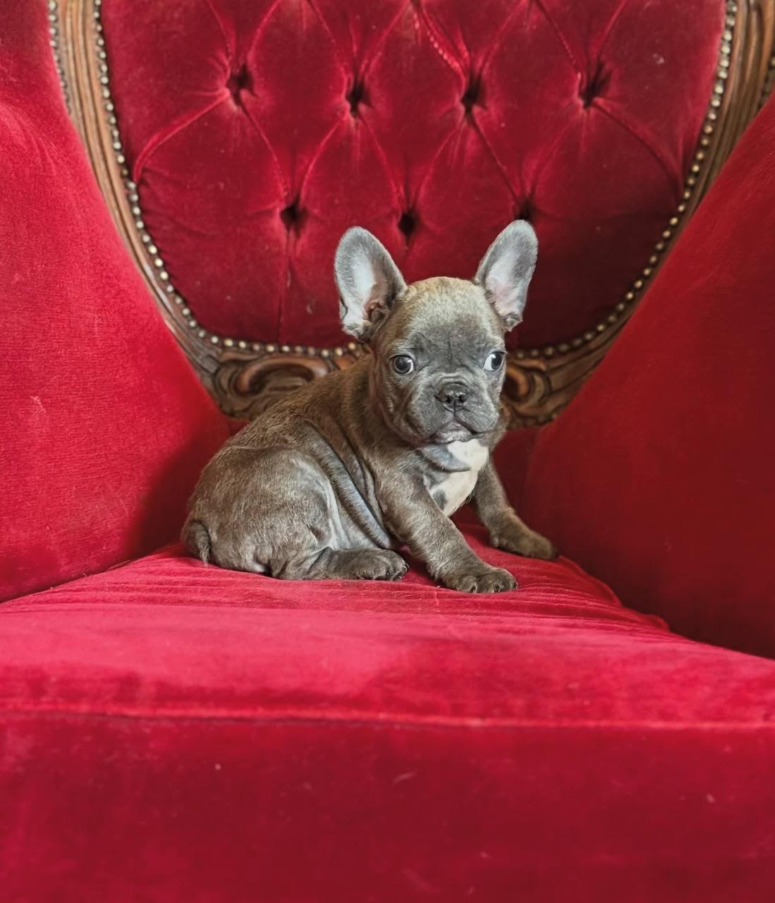 Kobe, a blue brindle French Bulldog puppy