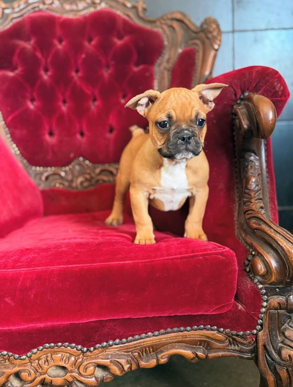 Otis, a red fawn with black mask French Bulldog puppy