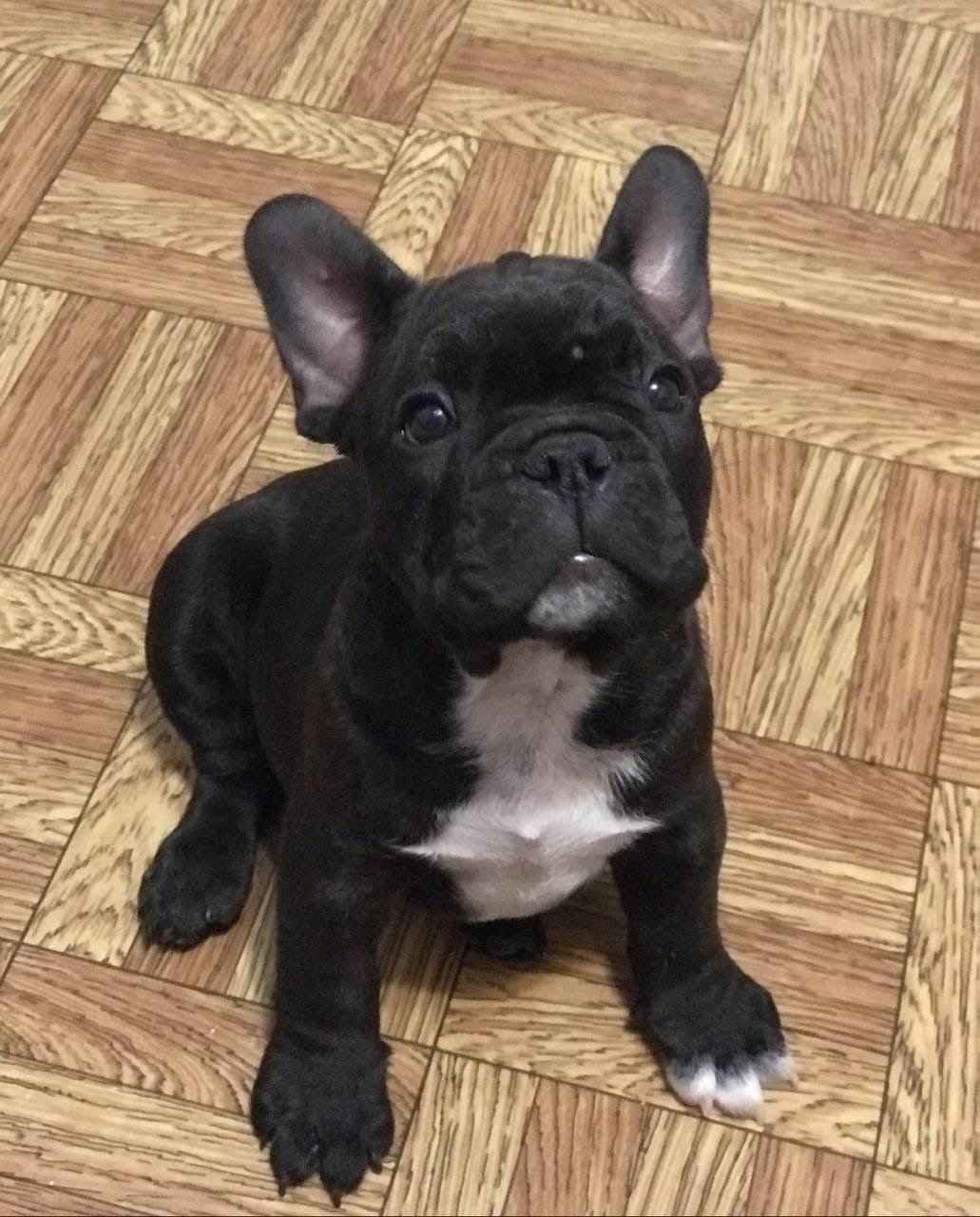 Stitch, a black brindle French Bulldog puppy